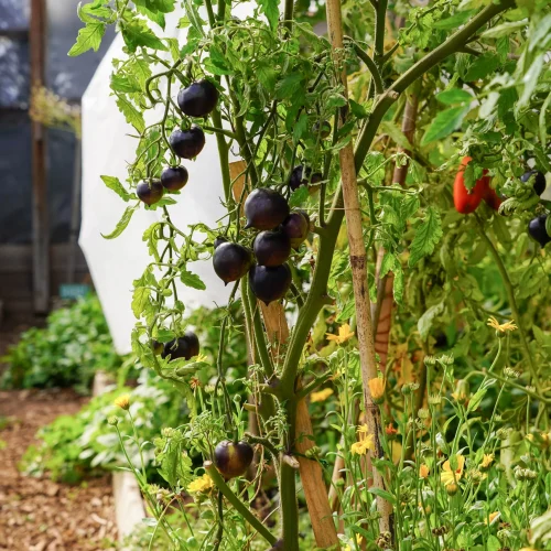 23-3-30 coworking + vinagres-11