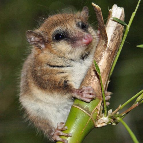 Monito_del_Monte_ps6