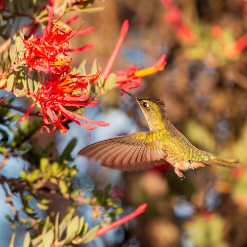 img-4643-picaflor-chico-1080x-v01-cesar-munoz