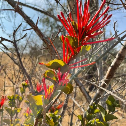 quintral.-creditos-ame